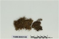藏品(灰苔科)的圖片
